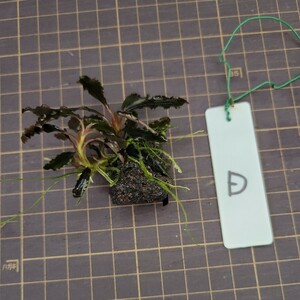 【D】【yuryoreina】◎送料込◎ブセファランドラsp.ゴジラ(Bucephalandra.sp Godzilla.)