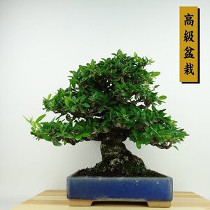 盆栽 ピラカンサ 樹高 約26cm 高級盆栽 Pyracantha バラ科 常緑樹 観賞用 現品