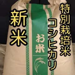 【新米/特別栽培】令和6年　長野県安曇野産コシヒカリ約5kg