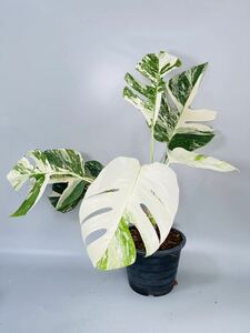 SALE 「28」 100円スタート！MONSTERA ALBO BORSIGIANA VARIEGATA 白斑　モンステラ アルボ ボルシギアナ　斑入り