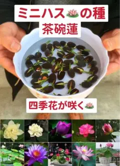 ミニハスの種　茶碗蓮　ハスの種　屋内外植付け可能　お得な値段設定　10粒入り