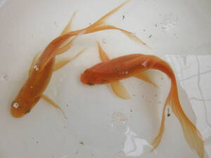 鉄魚・オレンジ、約１２ｃｍ、５匹（雄と雌）、選別品、今期産卵予定