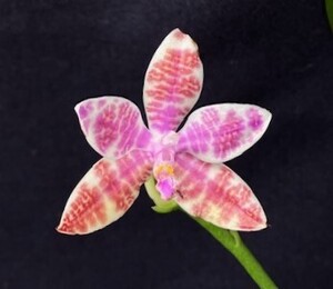 洋蘭 原種 着生蘭 野生蘭 コチョウラン Phal.lueddemanniana 自生地由来花付き株