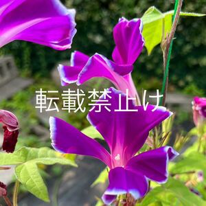 紅紫覆輪（石畳）咲／変化朝顔の種１０粒／朝顔／あさがお