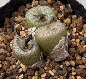 コノフィツム　Conophytum ectypum ssp.brownii KG802.59 Ratelpoot ①