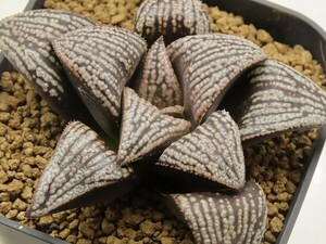 ■[W093]NSピクタ×春風S特　実生　未繁殖【多肉植物　Haworthia　ハオルチア　ハオルシア】