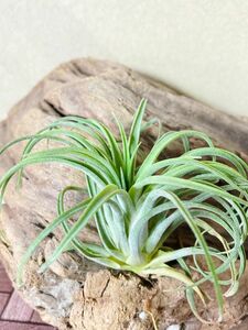 【Frontier Plants】 チランジア・ヴィクトリアレッドスプレンダーワイドリーフ　T. Victoria Red Splendor Wide Leaf