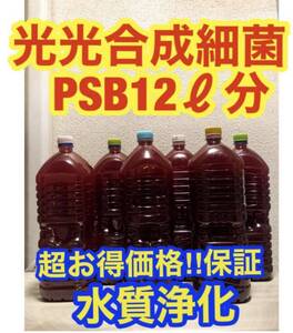 沖ちゃんメダカ【送料無料】濃縮　光合成細菌PSB 12Lバクテリア　メダカ　めだか　金魚　グッピー　ミジンコ　稚魚　針子（2000ml）6本