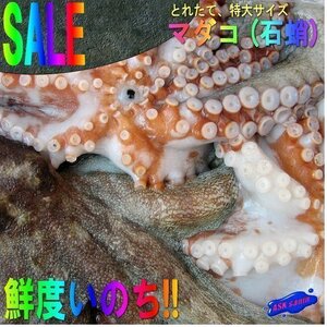 お刺身用「真ダコ1尾で2kg 」鮮度抜群!!、活冷凍品　山陰境港産