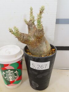 5267 「塊根植物」パキポディウム エニグマティクム 植え【発根・Pachypodium enigmaticum・多肉植物】