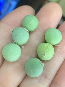 コノフィツム　Conophytum calculus（カルキュルス　翡翠玉）種子 20粒 