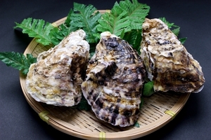 岩牡蠣 養殖 （250-350g×10個） 期間限定 4月中旬～5月末 送料無料 北海道/沖縄/東北は別途送料 宇和海の幸問屋