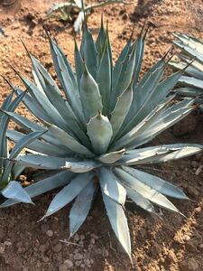 Agave macroacantha アガベ　マクロアカンサ　大株