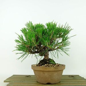 盆栽 松 黒松 樹高 約16cm くろまつ Pinus thunbergii クロマツ マツ科 常緑針葉樹 観賞用 小品 現品