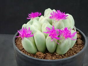 夢の女王　Conophytum　コノフィツム　多肉植物