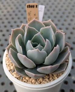 2.ギロ×ピンキー【初出品】 実生苗 エケベリア 国産 多肉 Echeveria