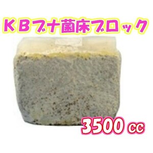 【送料無料・KBファーム】【オオヒラタケ菌床・クワガタムシ幼虫飼育用菌床・菌糸】ＫＢブナ菌床ブロック　3500cc×５個セット