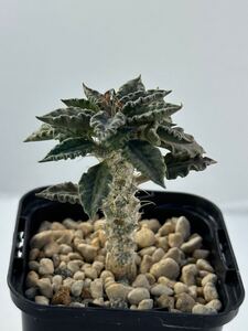 ユーフォルビア トゥレアレンシス Euphorbia tulearensis 実生株 多肉植物 塊根あり 希少種 マダガスカル原産 コーデックス