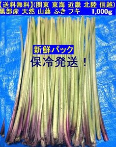 【送料無料】数量限定！(関東 東海 近畿 北陸 信越)　黒部産 天然 山蕗 ふき フキ　1000ｇ　7