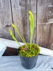 サラセニア　食虫植物