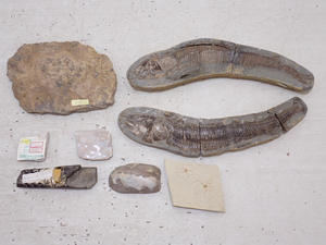【Y0079】 標本 化石 鉱石 古代魚 クモヒトデ アンモナイト 貝 オパール まとめて 割れ有/検:天然 古代生物 化石標本 資料 コレクション