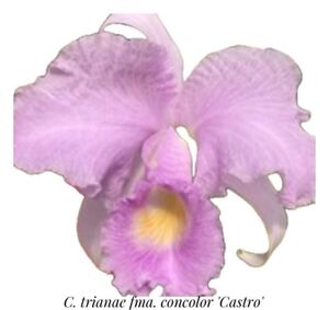 洋蘭カトレア原種（オリジナル株）C.trianae fma.concolor‘Castro’ sp-c336