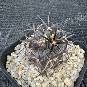 Copiapoa dura 実生