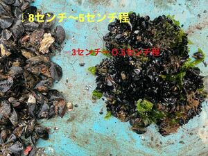 釣り餌　ムール貝（ムラサキイガイ）小サイズ　3kg 送料無料