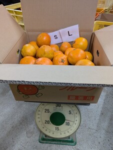 愛媛西宇和産　宮内いよかん　S〜L　8.5ｋｇ