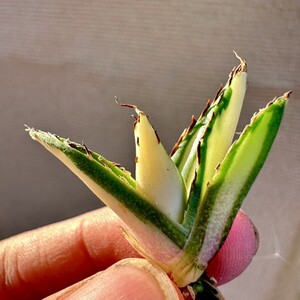 【Lj_plants】Q791 多肉植物 アガベ ダルマ笹の雪錦 極上斑入り 白中斑 Sクラスは希少株 極美極上株