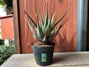 10.アロエ　ブローミー　ブルーミー　aloe broomii 実生