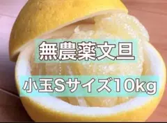 高知県産　無農薬文旦　Sサイズ10kg