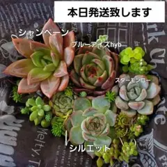 多肉植物 カット苗 詰め合わせ ④