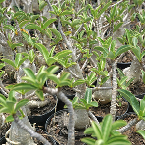 タイファーム　現地セレクト株　直送　Adenium arabicum 　実生株 　1株