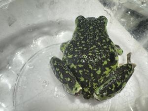 105 モリアオガエル ほぼブラック迷彩 神奈川県産 約7cm 即決価格カエル 蛙 生体