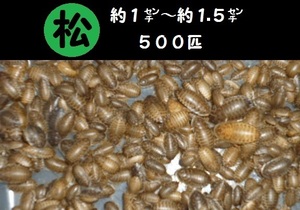 【マルマツファーム 〈養虫園〉】　約１㌢ ～ 約１.５㌢ ＝ ５００匹。　デュビア 幼虫。