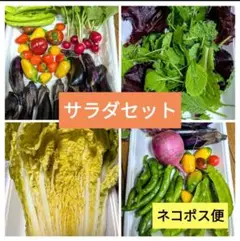 3㉕サラダ野菜詰め合わせ　農薬不使用　ベビーリーフ、カリフローレ他