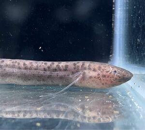 ＰＵＲＥ熱帯魚・即決！プロトプテルス・ドロイ　1匹　１０ｃｍ～１１ｃｍ　写真の現物お送りいたします