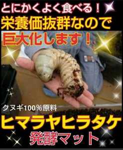 100リットル入ビッグサイズになります！ヒマラヤひらたけ菌床発酵カブトムマット！栄養価抜群！クヌギ100%原料 幼虫の餌、産卵マットに