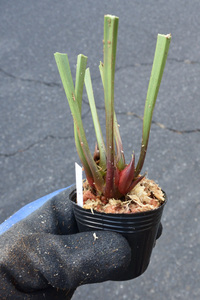 【食虫植物】　 Sarracenia leucophylla Alba, very white tops（#3）,CK