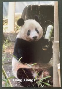 シャンシャン 受注終了 上野動物園公式写真ポストカード⑦ ジャイアントパンダ リーリー シンシン