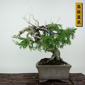 盆栽 真柏 樹高 約25cm しんぱく 高級盆栽 Juniperus chinensis シンパク “ジン シャリ” ヒノキ科 常緑樹 観賞用 現品