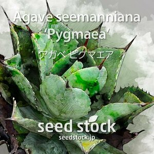 アガベの種 Agave seemanniana 