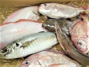 黒潮鮮魚 漁師におまかせ 旬鮮魚セット 小 業務用 料亭 居酒屋 御用達 刺身 煮魚 焼魚 送料無料 宇和海の幸問屋