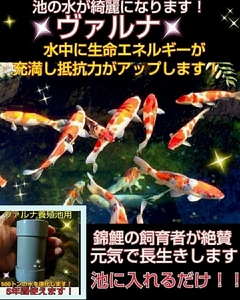 池の水質が抜群になります！錦鯉の品評会から絶賛【ヴァルナ池用】透明度がアップし病原菌や感染症を強力抑制☆生体が活性化する！水替不要