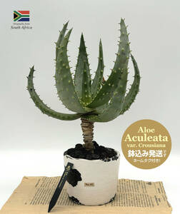 【アロエ・アクレアータ】鉤爪マシマシ！のスタイル★鬼切丸★Aloe aculeata var. crousiana★No.43