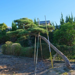 （株）一樹園　　 黒松　 　　庭木／樹齢80年　　植木　庭園樹　箱庭　造園