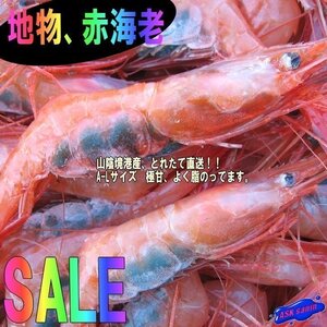 3箱、地物「赤海老（甘エビ）L-1kg」境港、自慢の逸品