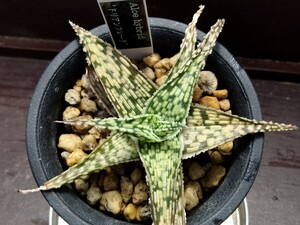 Aloe hybrid 