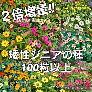 矮性ジニア　百日草　花の種